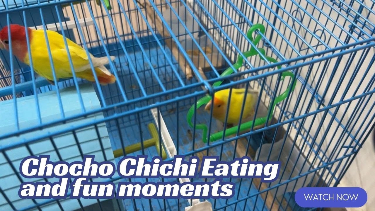 Chocho and Chichi eating habits and fun moments! WATCH NOW!!