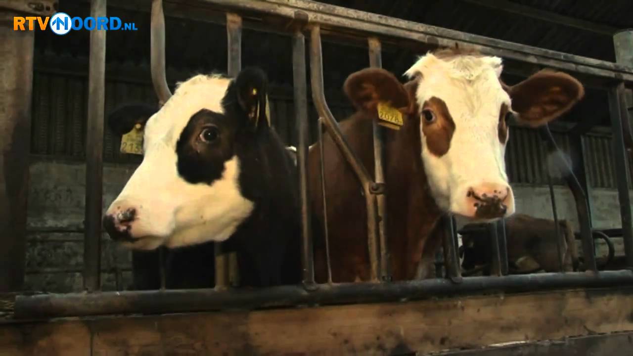 Nieuwe Groninger droge worst