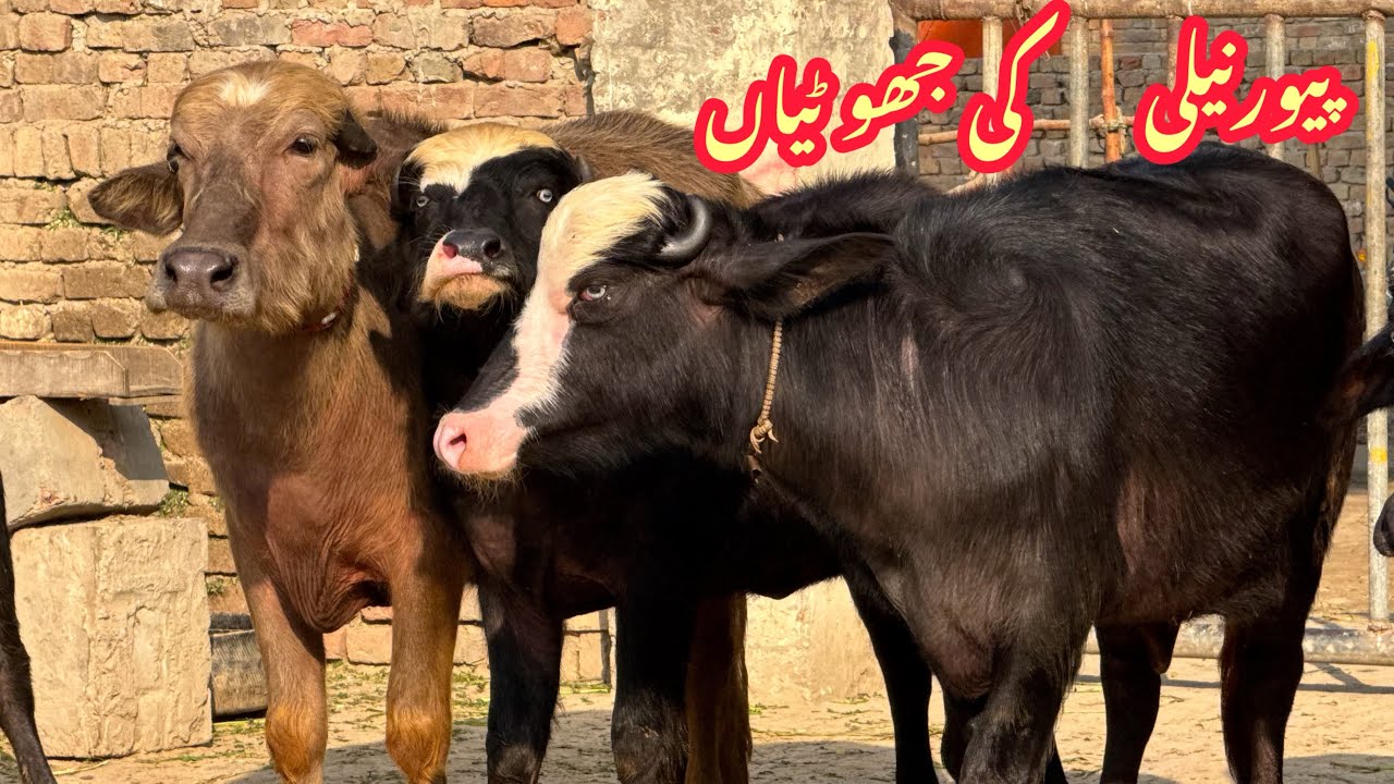 Pure Nili high milking buffalo for sale in Punjab Pakistan on YouTube ￼
