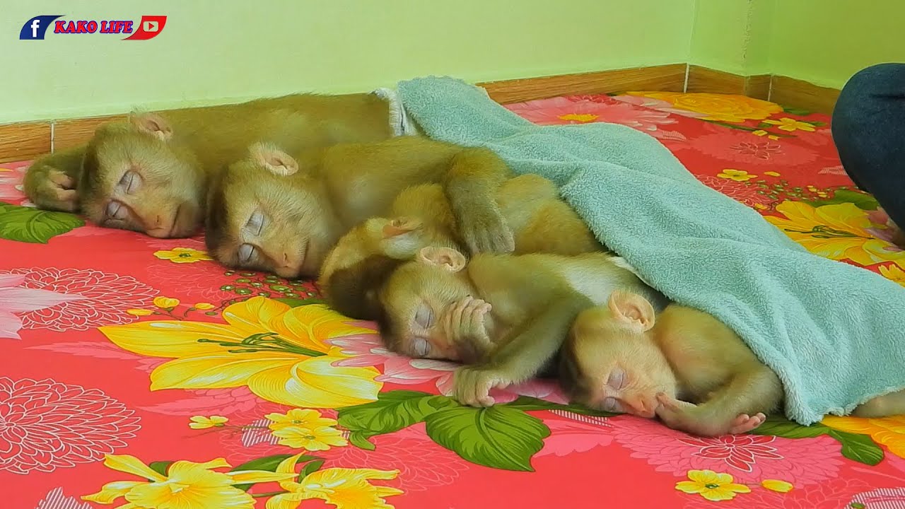 Peaceful And Happiness! Little Kako Family Taking Nap Daytime