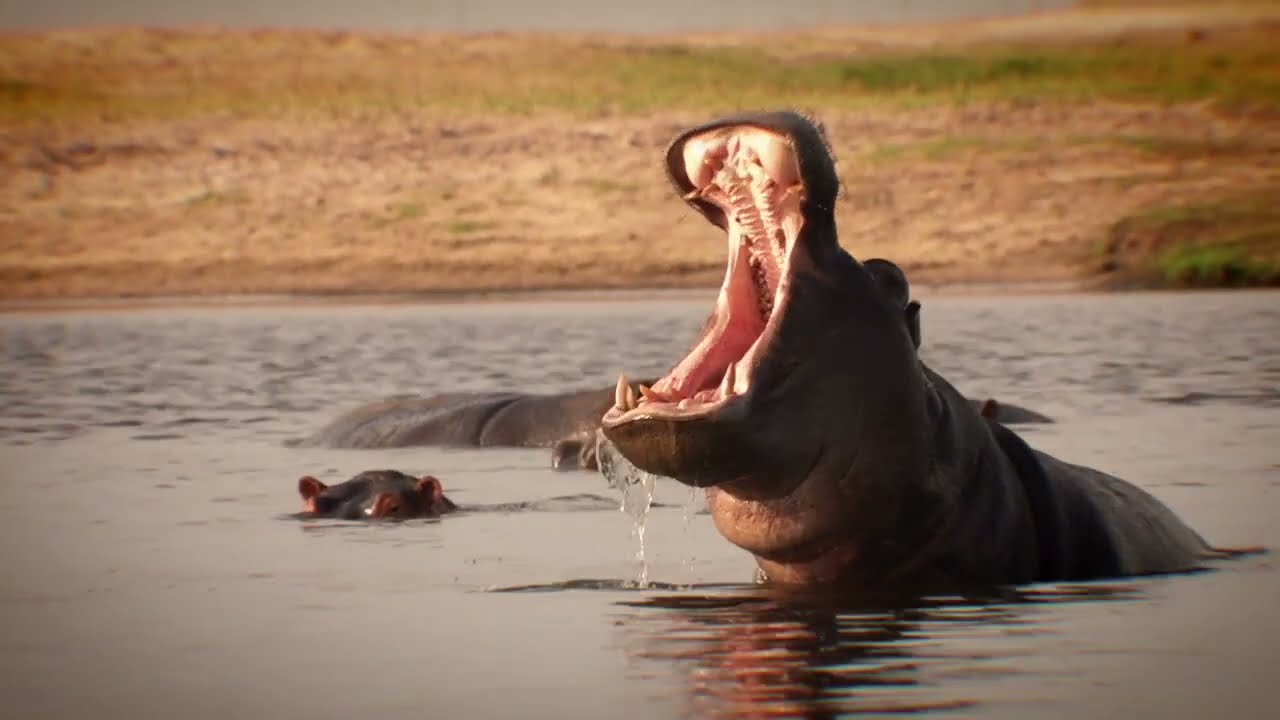 Serondela Lodge - The wild side of the Chobe