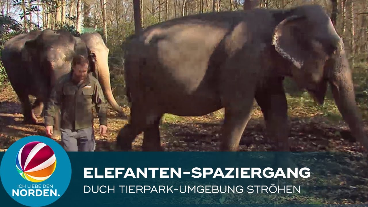 Elefanten erkunden die Umgebung des Tierpark Ströhen