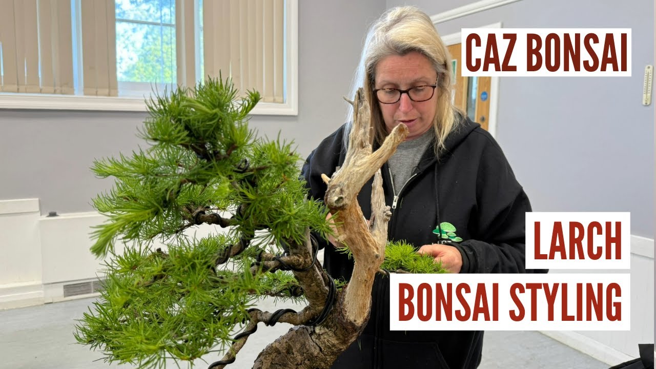 Caz Bonsai Workshop  - Larch Styling Advice