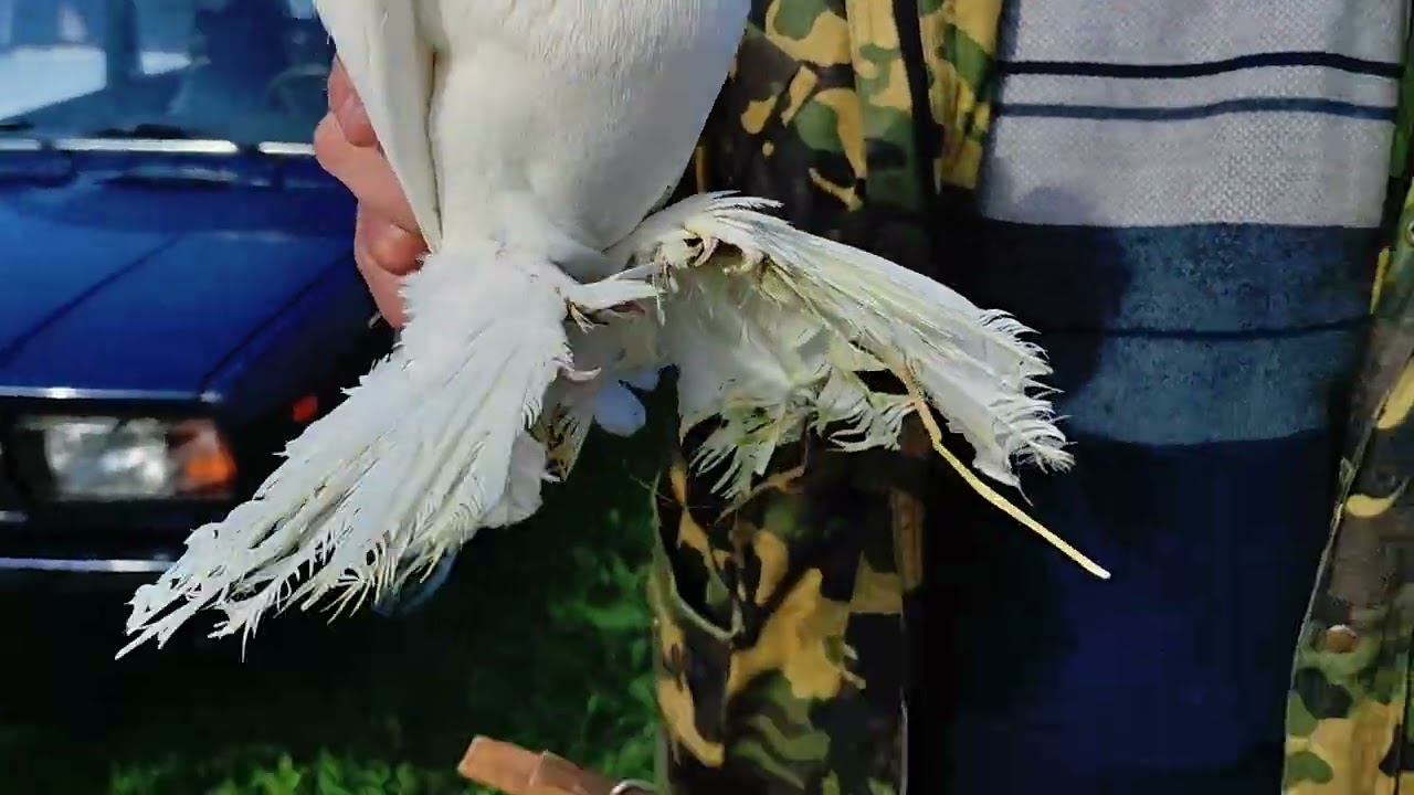 30.03.2025г Кропоткин Ярмарка ч. 3