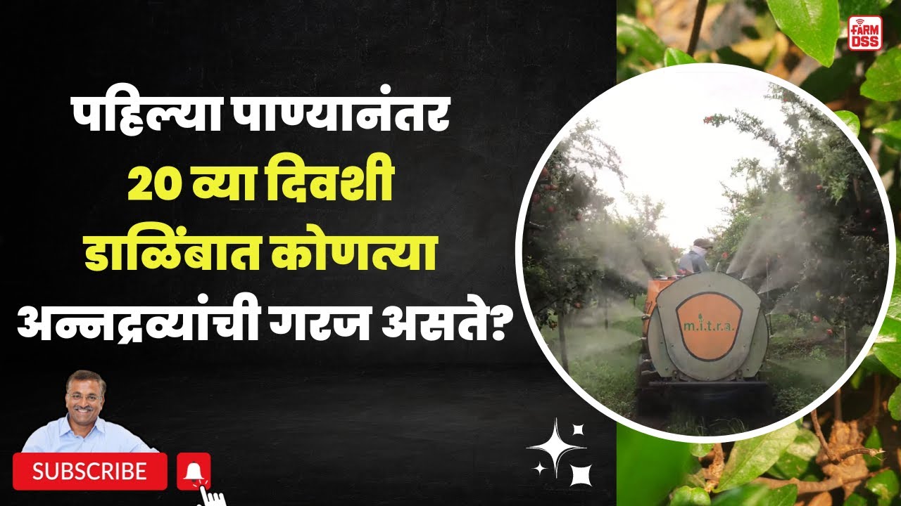 प्रश्न क्रमांक 68 - पहिल्या पाण्यानंतर 20व्या दिवशी डाळिंबात कोणत्या अन्नद्रव्यांची गरज असते?@BTGore