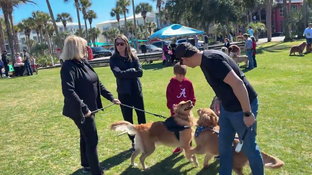 Golden Retriever Event at Santa Rosa