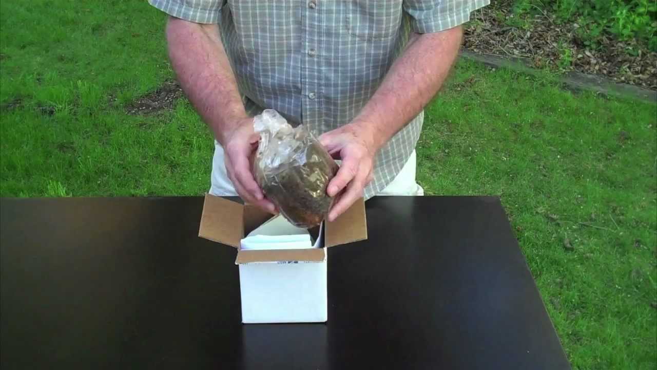 UNBOXING - MOREL MUSHROOM GROWING KIT