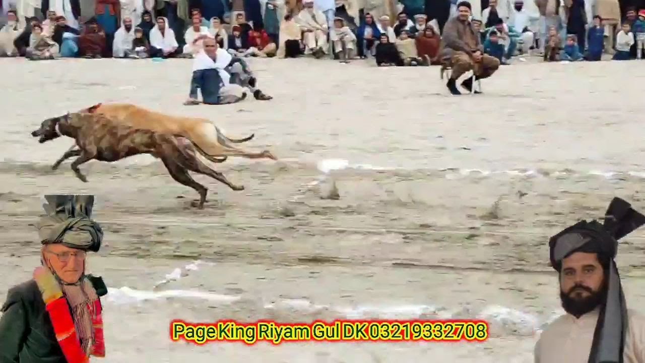 Greyhound Dog Race Dallo khel in Lakki Marwat kpk Pakistan #Greyhound #dograce