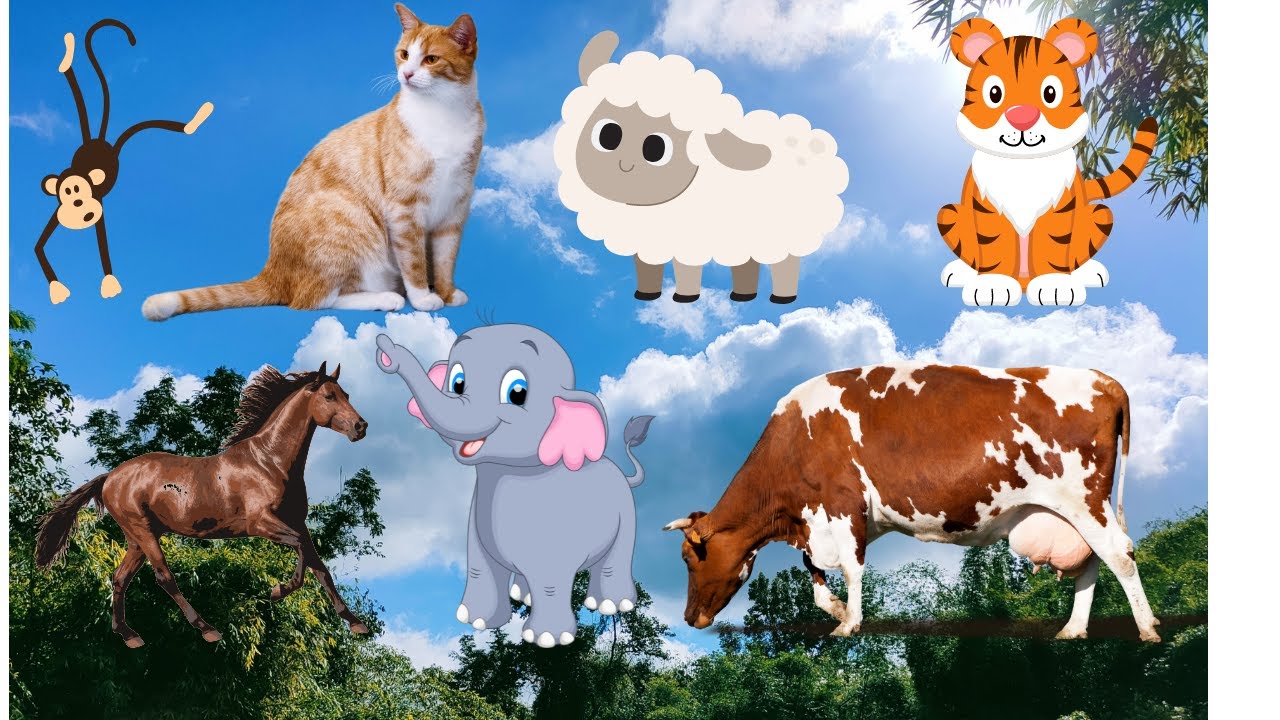 Funny Cat, Cow sound, animal around the world