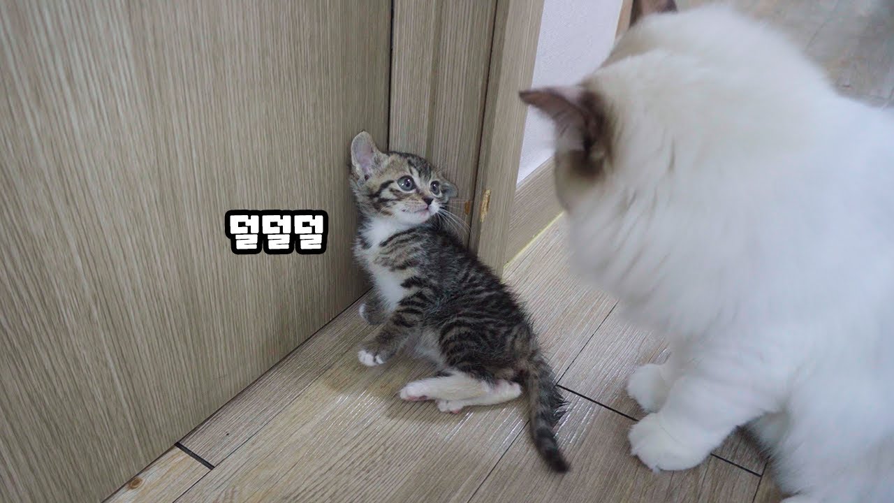 Новый котенок впервые встречает кошку