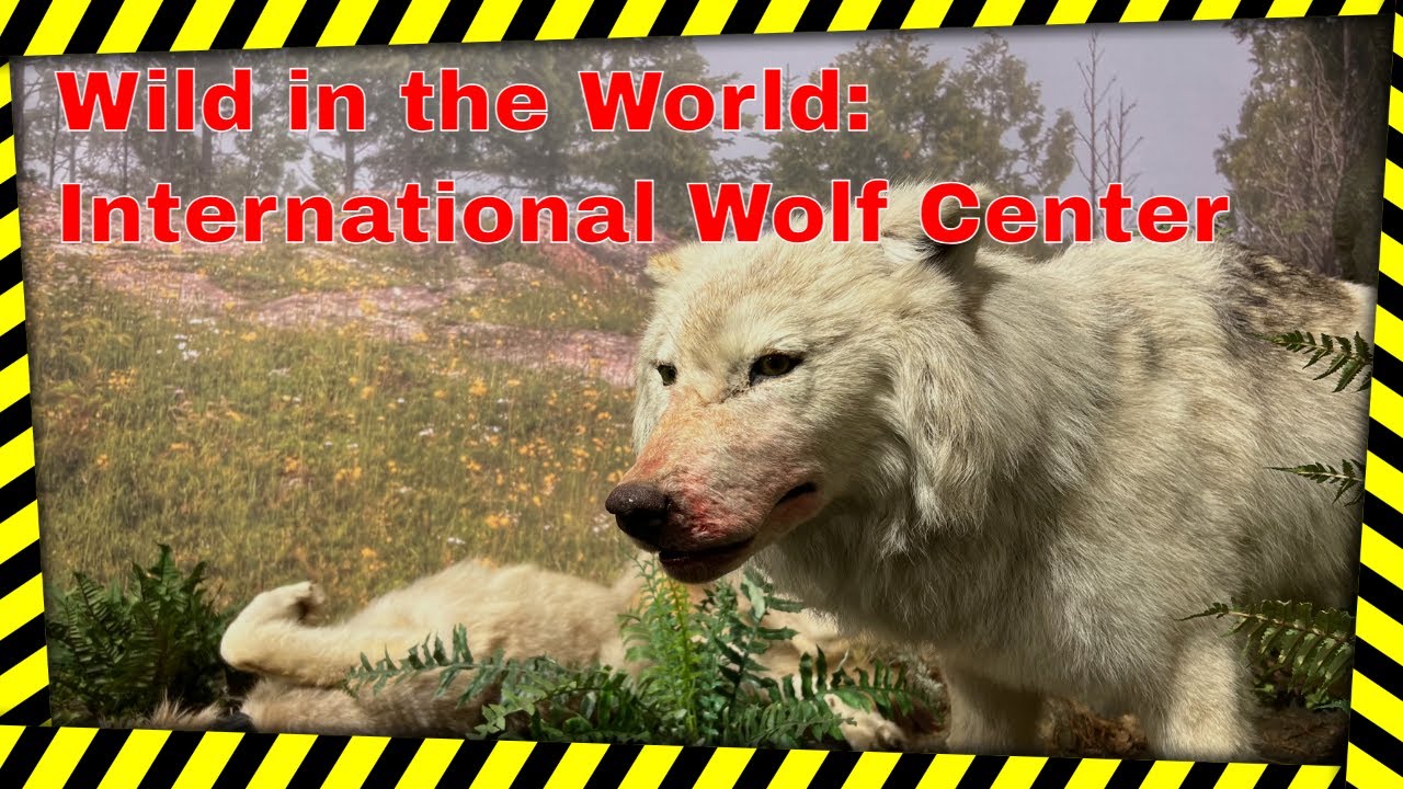 Wild in the World: International Wolf Center | Ely Minnesota