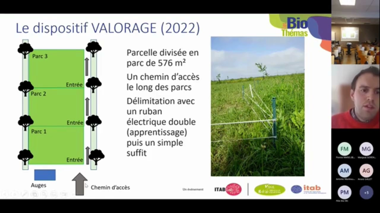 Retours d&rsquo;exp&eacute;rience d&rsquo;un p&acirc;turage tournant par des porcs charcutiers sur prairie diversifi&eacute;e