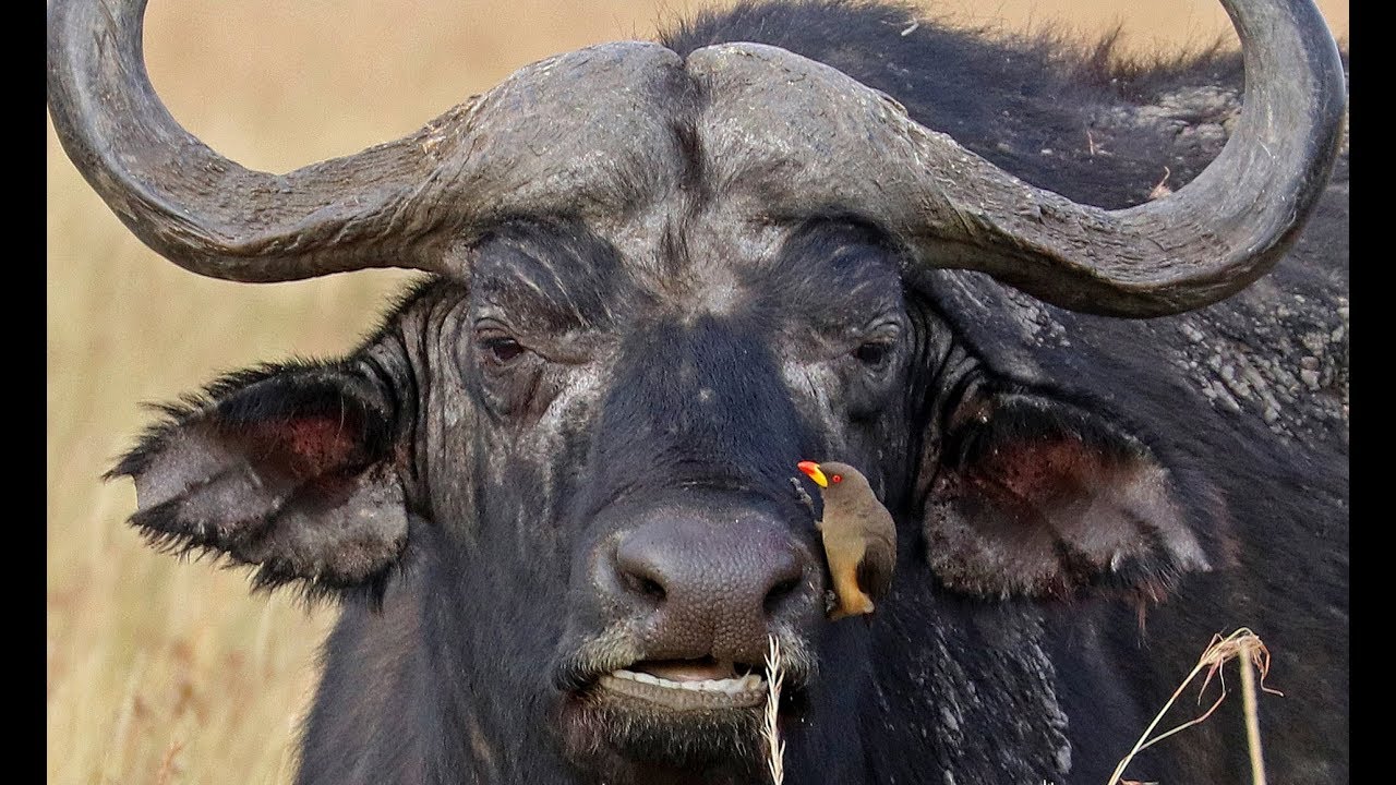 Buffalo v lions and water