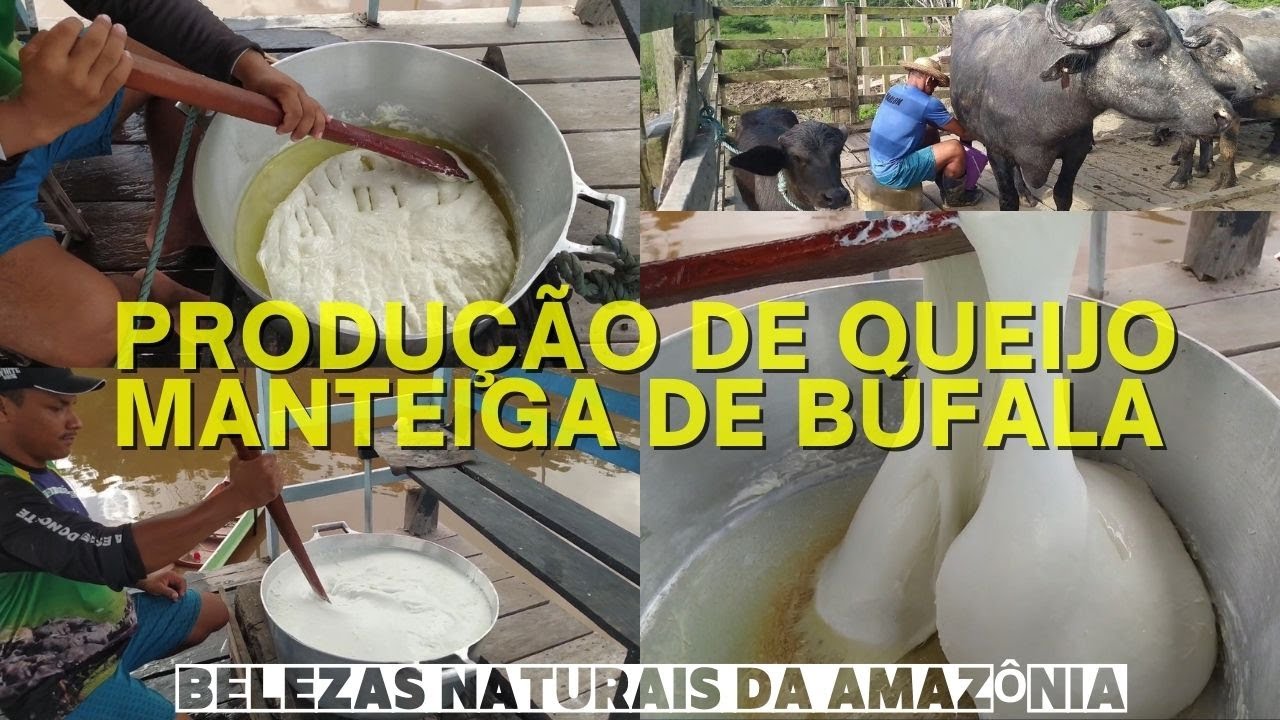 PRODUÇÃO DE QUEIJO MANTEIGA DE BÚFALA
