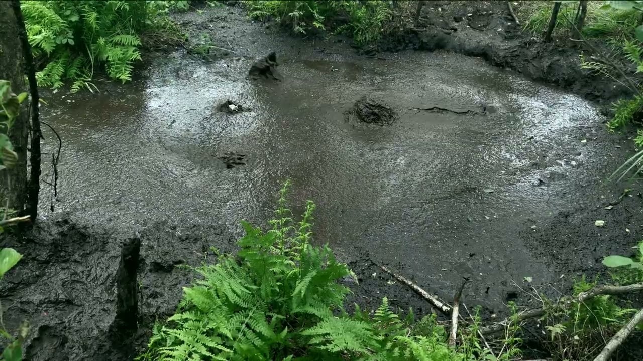 Bog Swimming Techniques :: Waving Goodbye! - Masurian Bogs 2025 | day 11-3