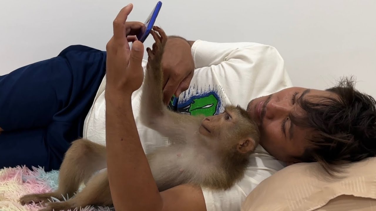 Smart monkey Jessi use smart phone to go on Facebook and watch video clip with daddy