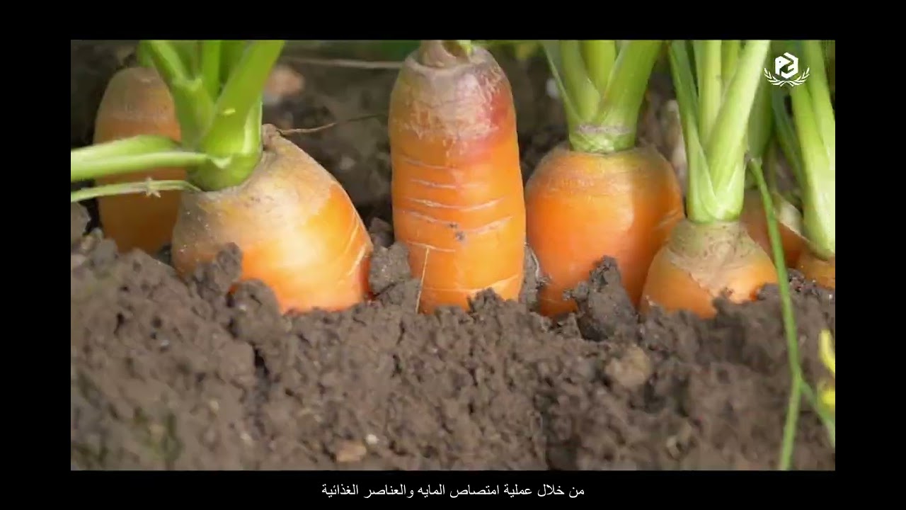 بيبي هوم أسيد