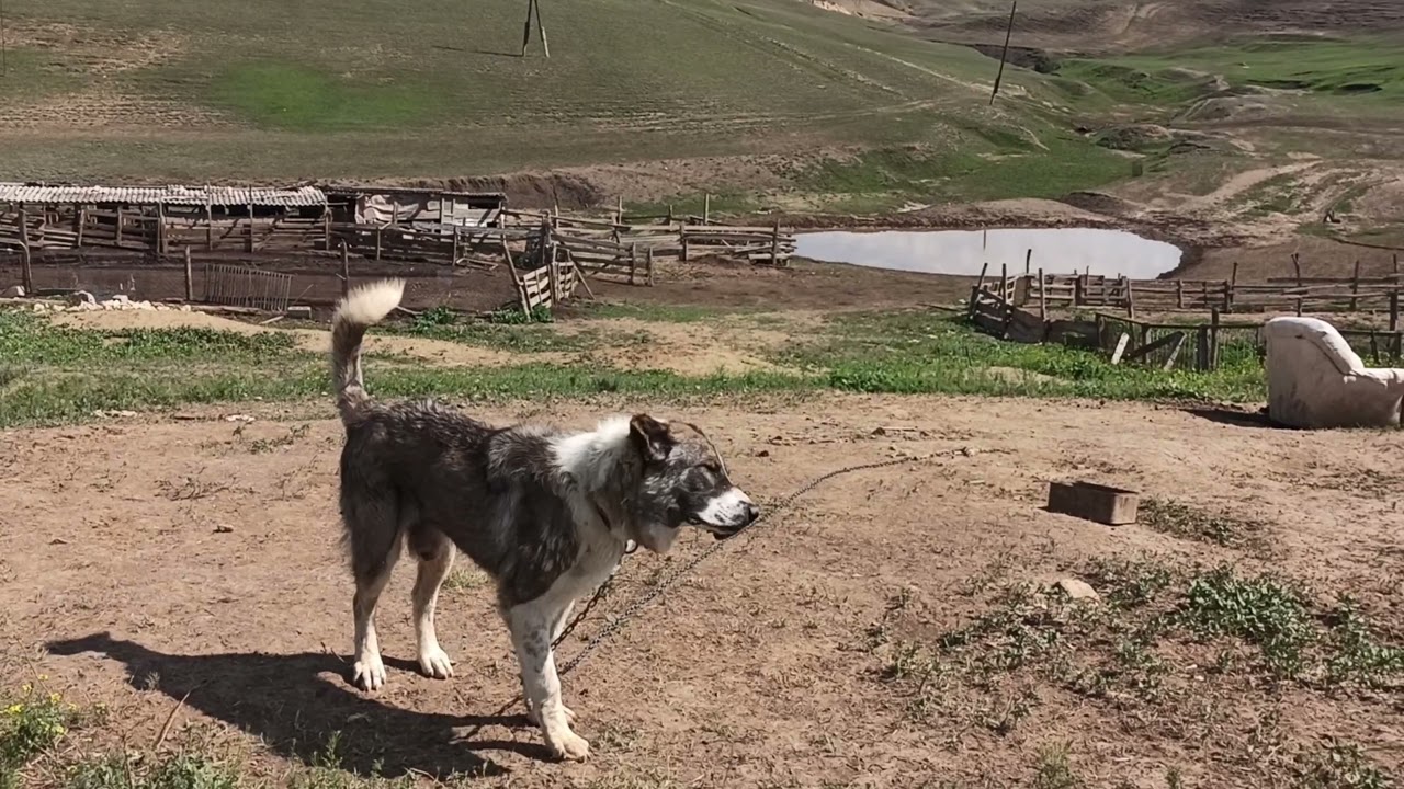 😳😳😳 ОГРОМНЫЕ КАВКАЗСКИЙ ВОЛКАДАВ И АЗИАТ НА КАШАРЕ ...... 😳😳😳