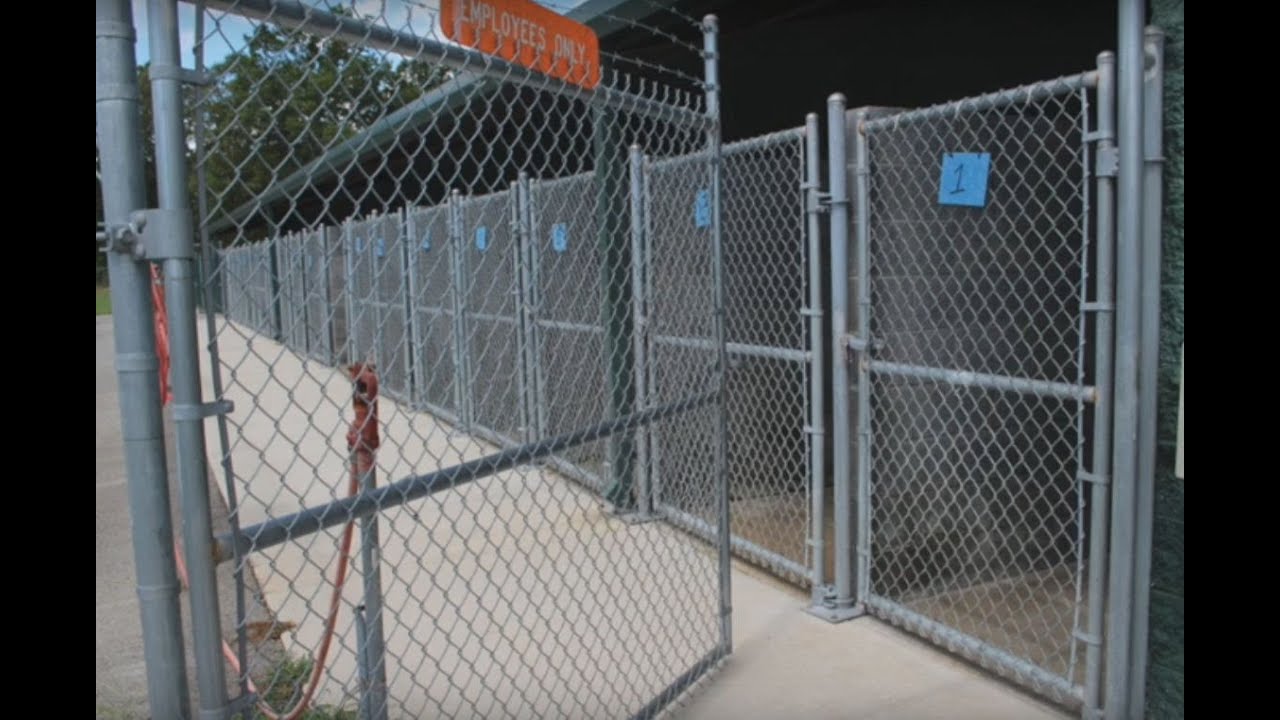 Angels Among Us Pet Rescue Empties the Shelter!