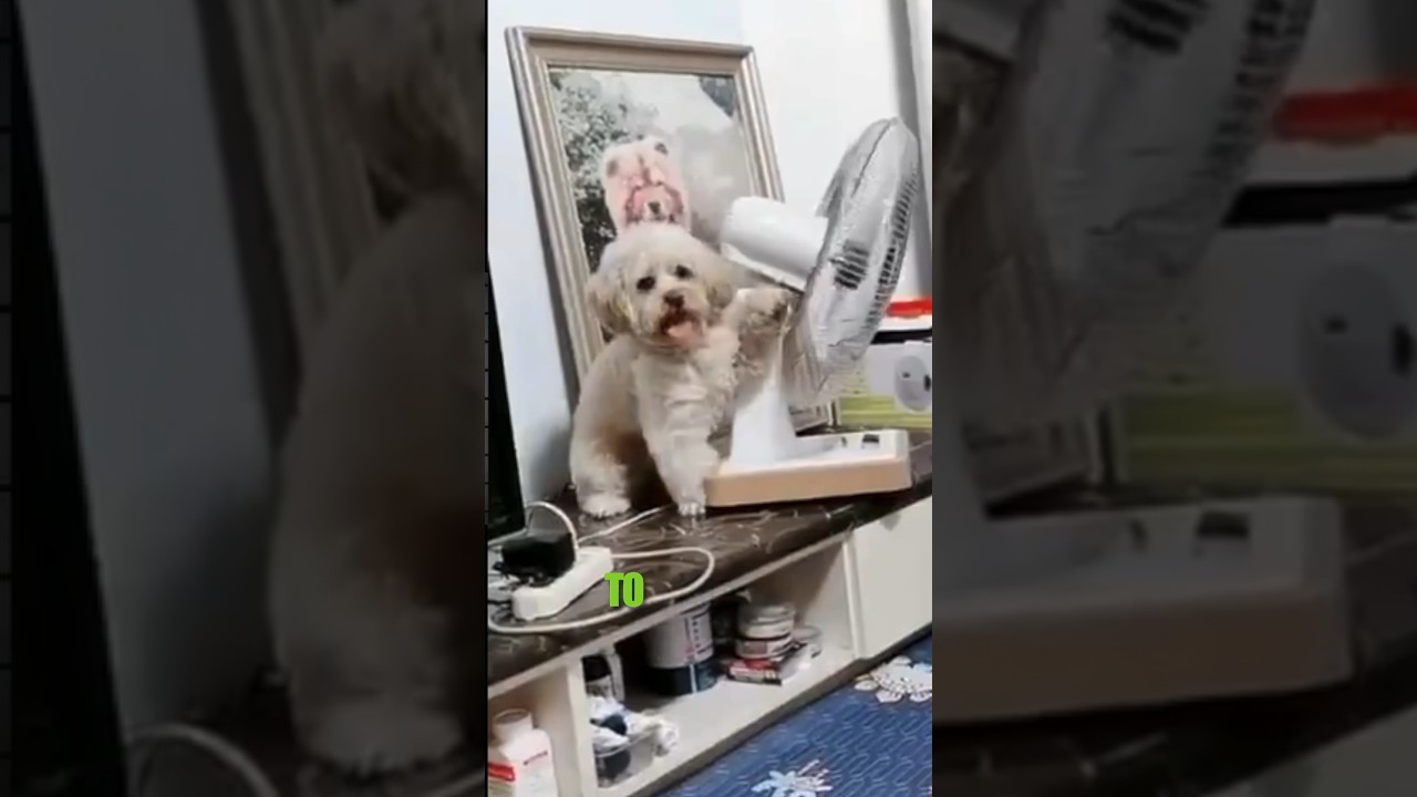 Самая умная собака на свете 😂