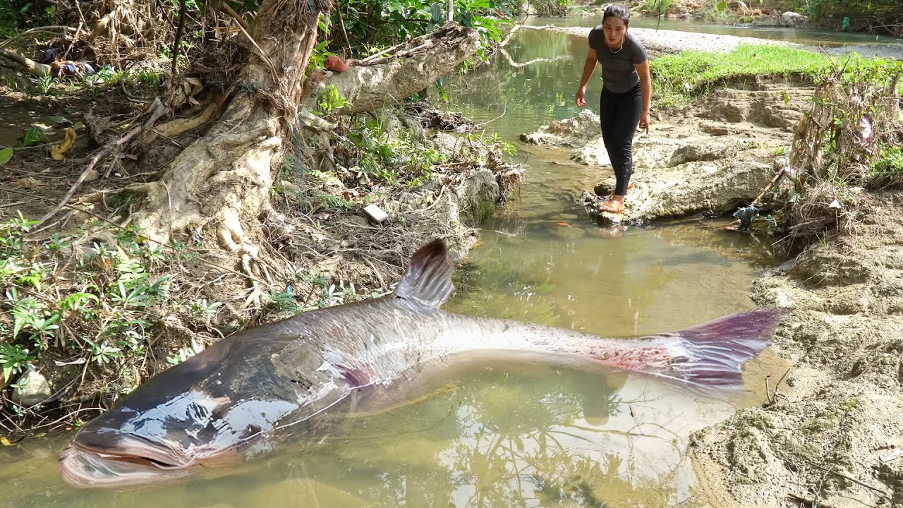 Hand-catching 1600kg+ giant catfish & carp from the creek to sell at the market with family
