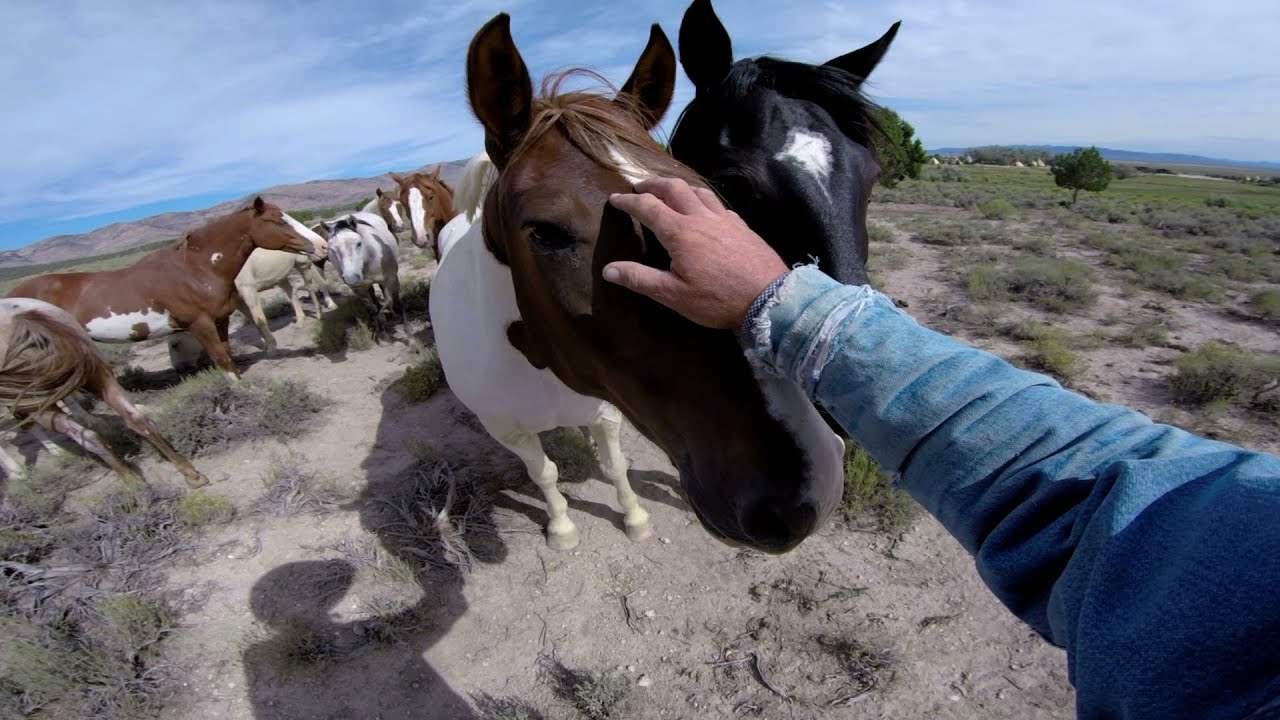 GoPro: Wild Mustangs - A Legacy in 4K