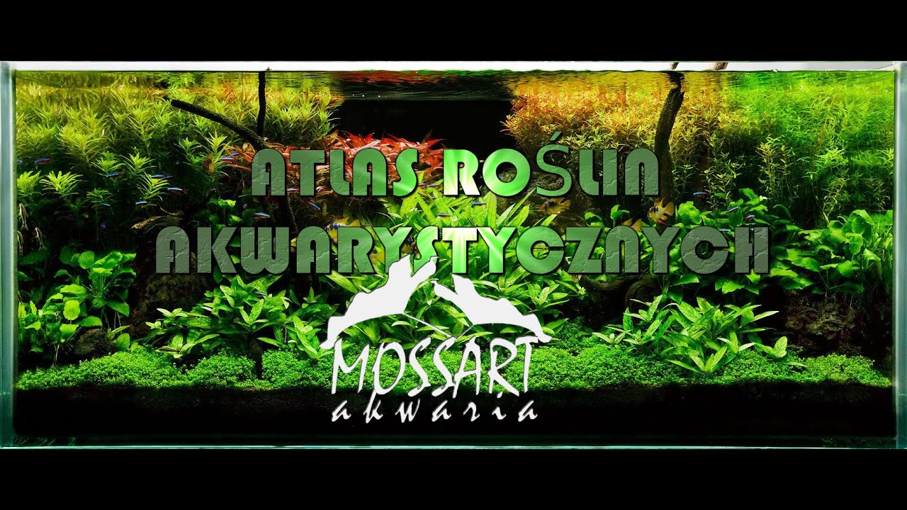 Alternanthera reineckii