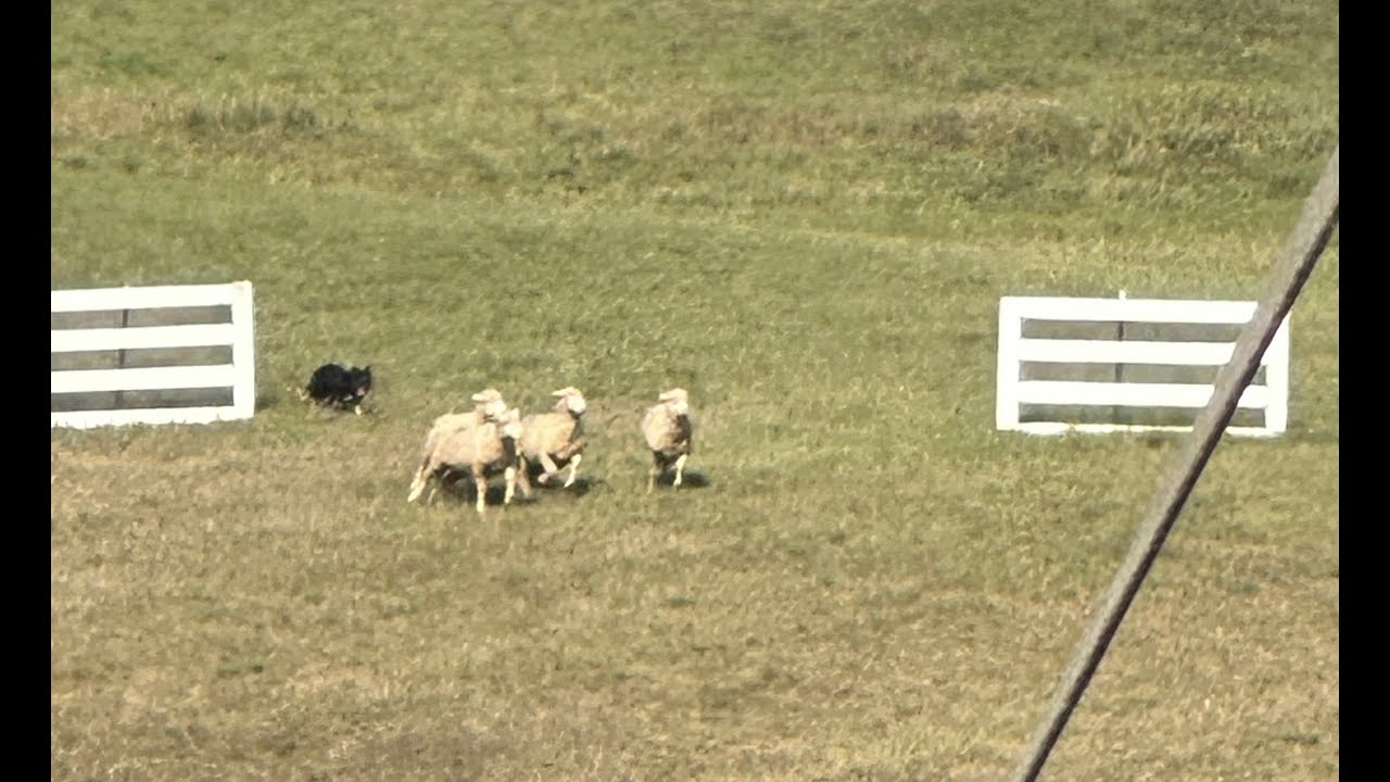 Wisconsin Working Stock Dog Association (WWSDA) sheepdog trials, Sunday, 2023.09.03