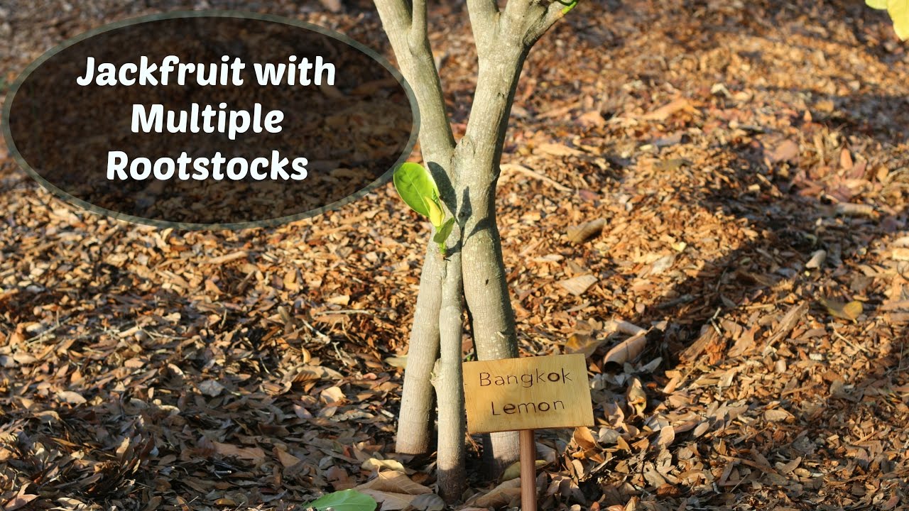 Jackfruit Tree with Multiple Rootstocks - Inarch grafts