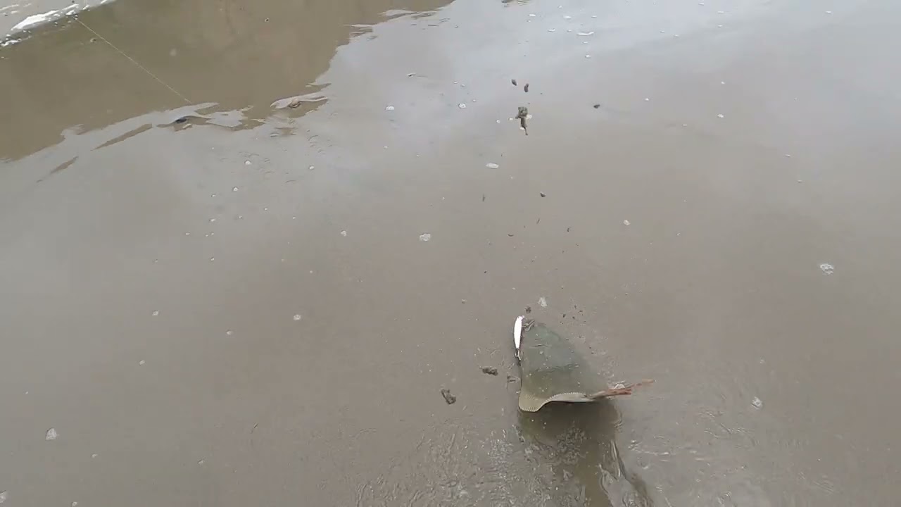 Surf Fishing for California Halibut