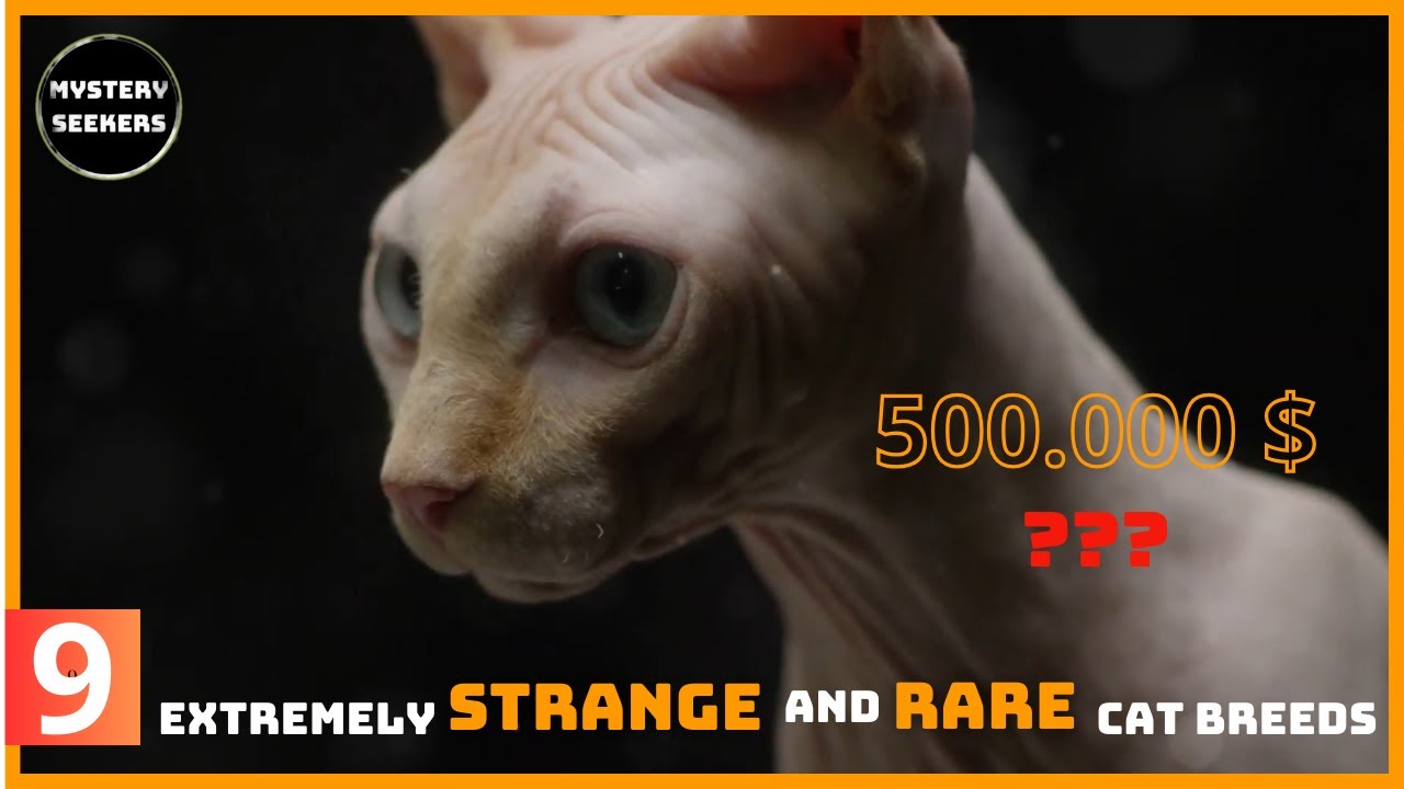 top 9 extremely strange and rare cat breeds in the world money can't buy | Mystery Seekers