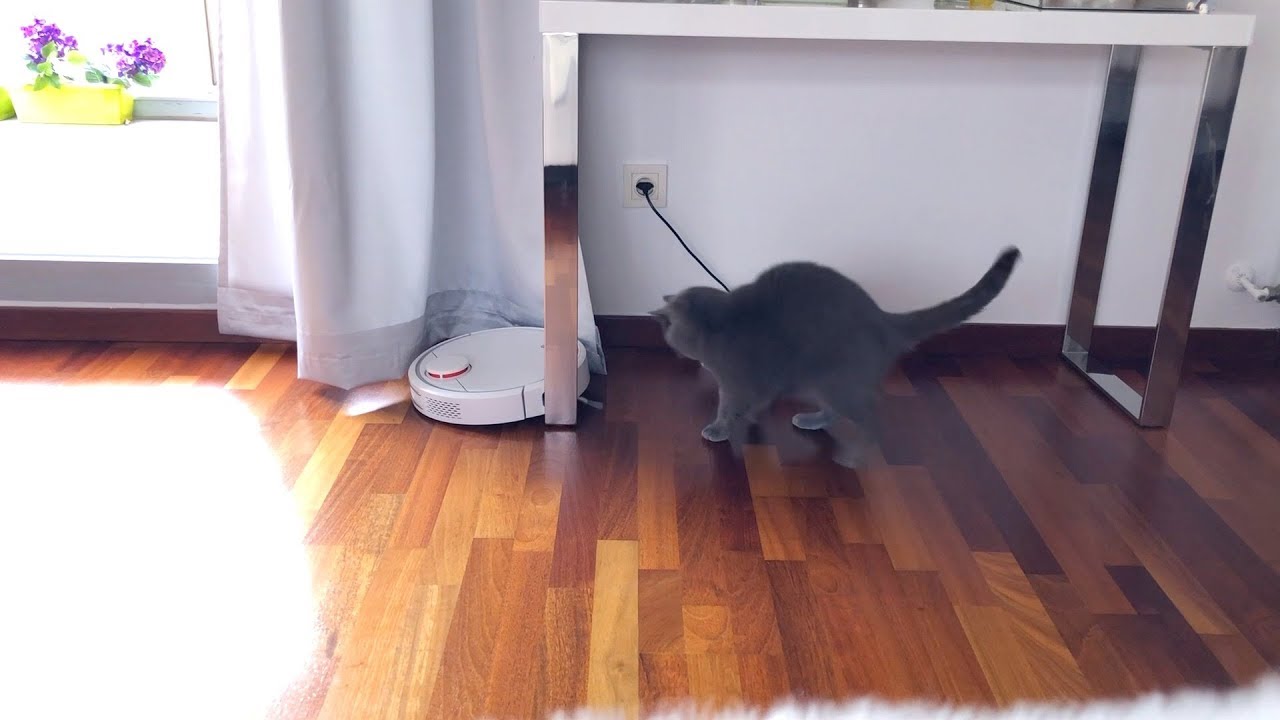 VLOG: РОБОТ ПЫЛЕСОС И КОШКА! 06.05.18