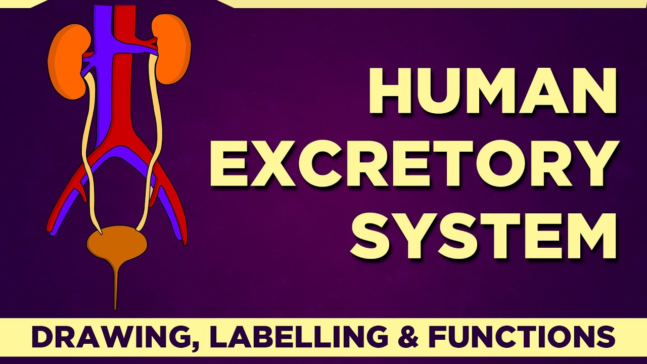 Human #EXCRETORY SYSTEM Drawing Labelling and functions | cbse 10th biology |ncert class 10 |science