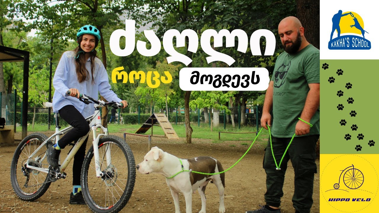 ველოსიპედი და ძაღლი, ანუ როგორ ავერიდოთ და დავიცვათ თავი ძაღლისგან