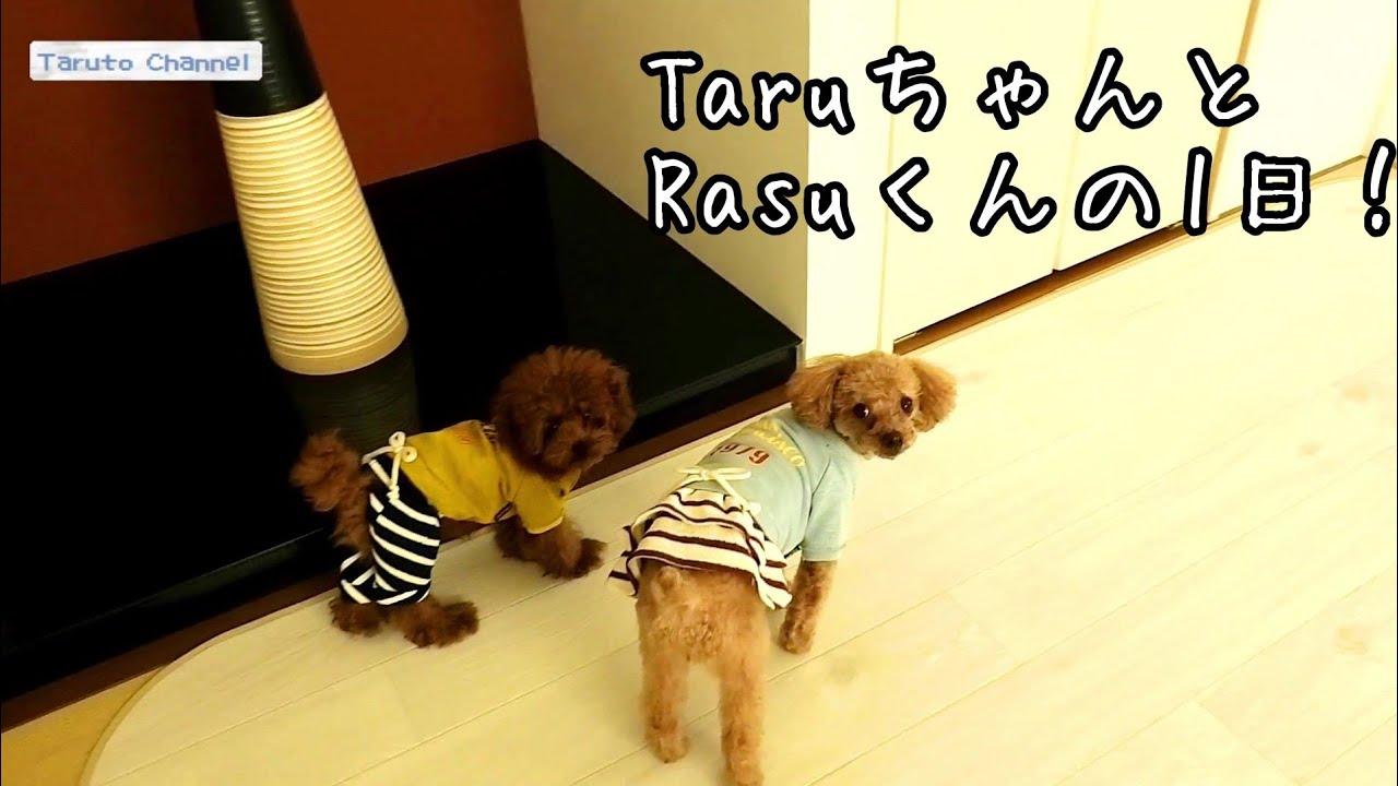 フリーにして1週間！　おまけ動画は走り回るふたり☆　トイプードルのTaruto&Rasuku