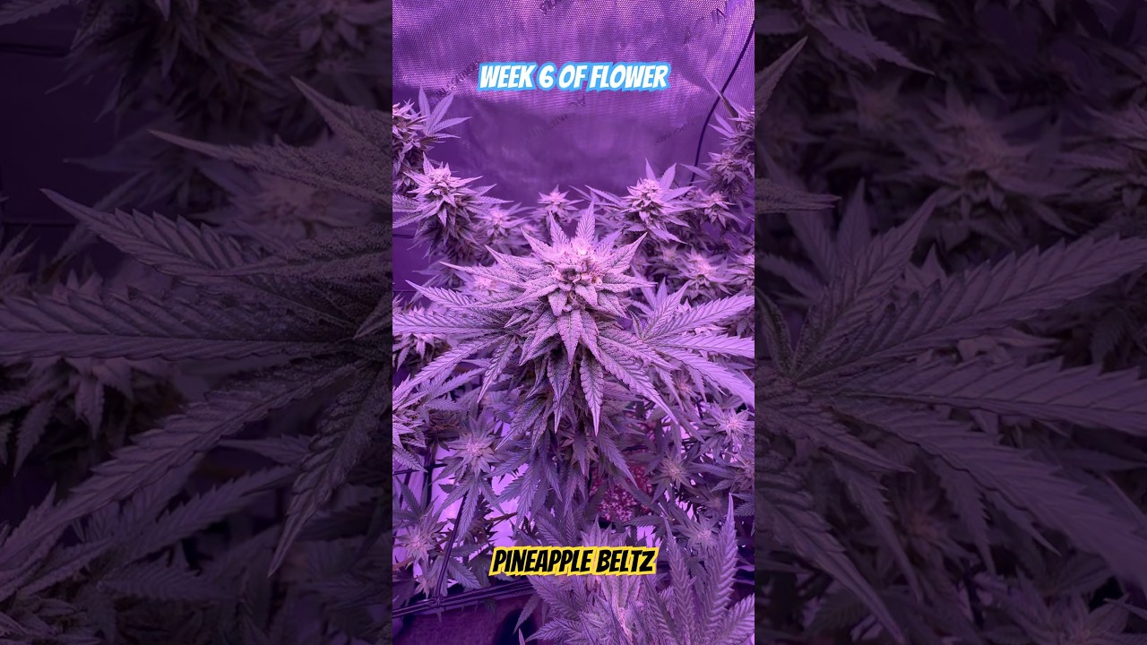 Week 6 of flower. Strain: Pineapple Beltz #firsttimegrower #ACINFINITY #VIPARSPECTRA #VIVOSUN