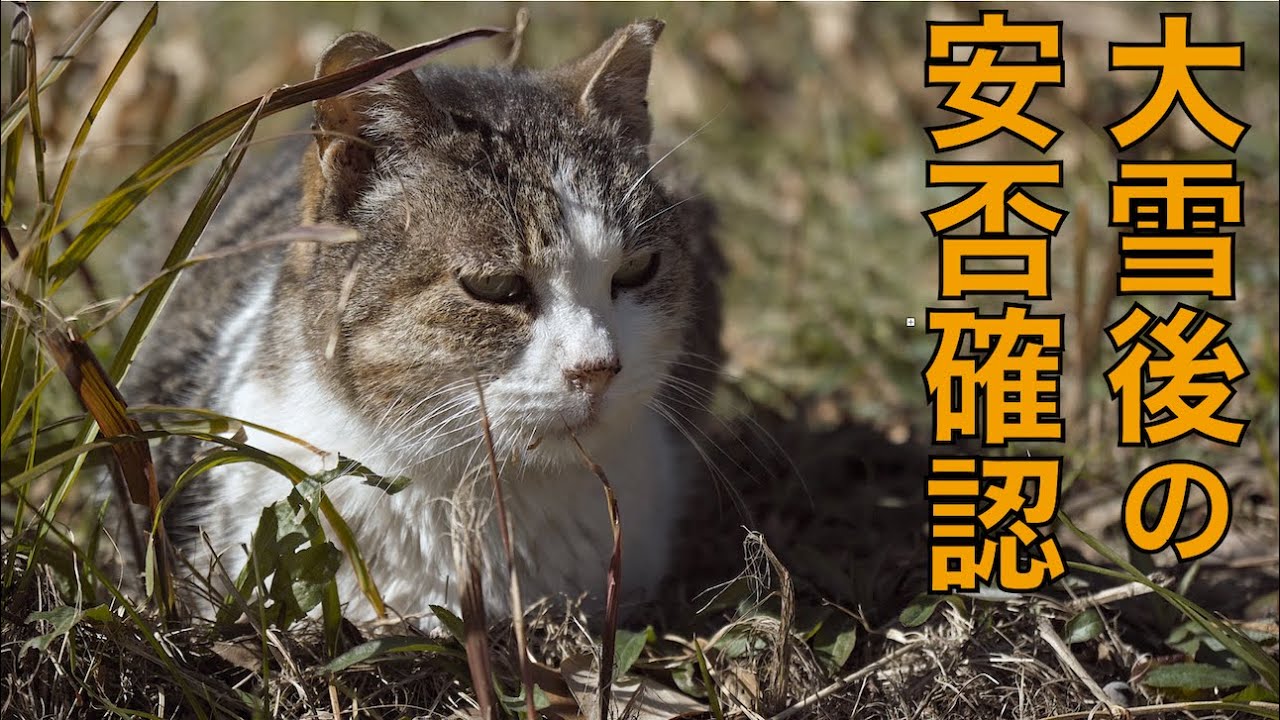 ４年ぶりの大雪の後の陸の孤島に住む野良猫たちの安否確認