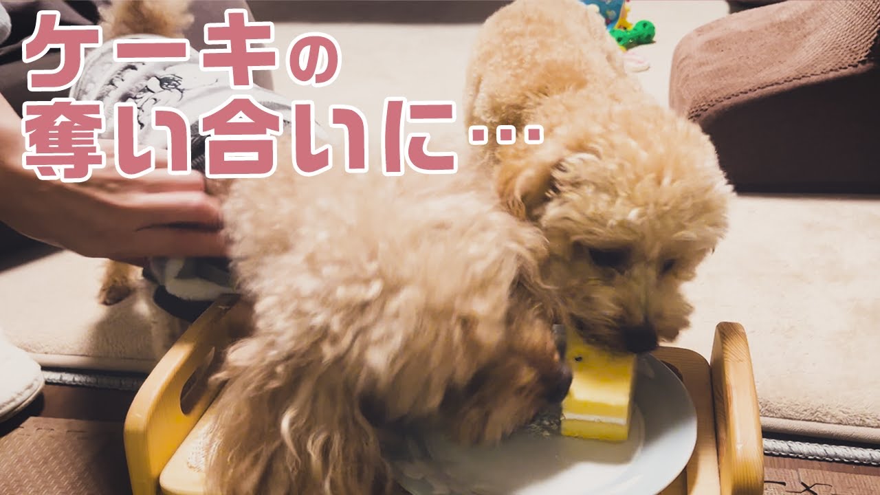 1歳の誕生日にケーキを用意したらこうなった…！