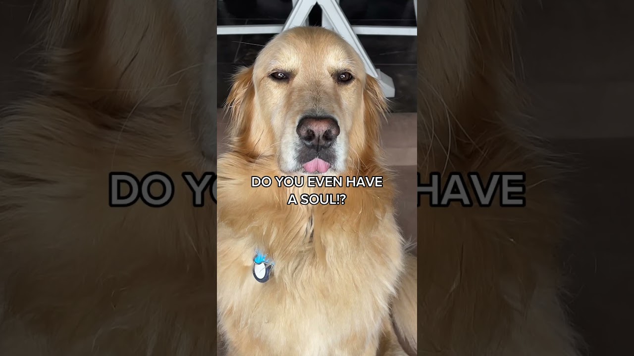 Do you HATE dogs?! #dogsoftiktok #hate #doglover #shorts #topdog #ilovedogs #fyp #dogs