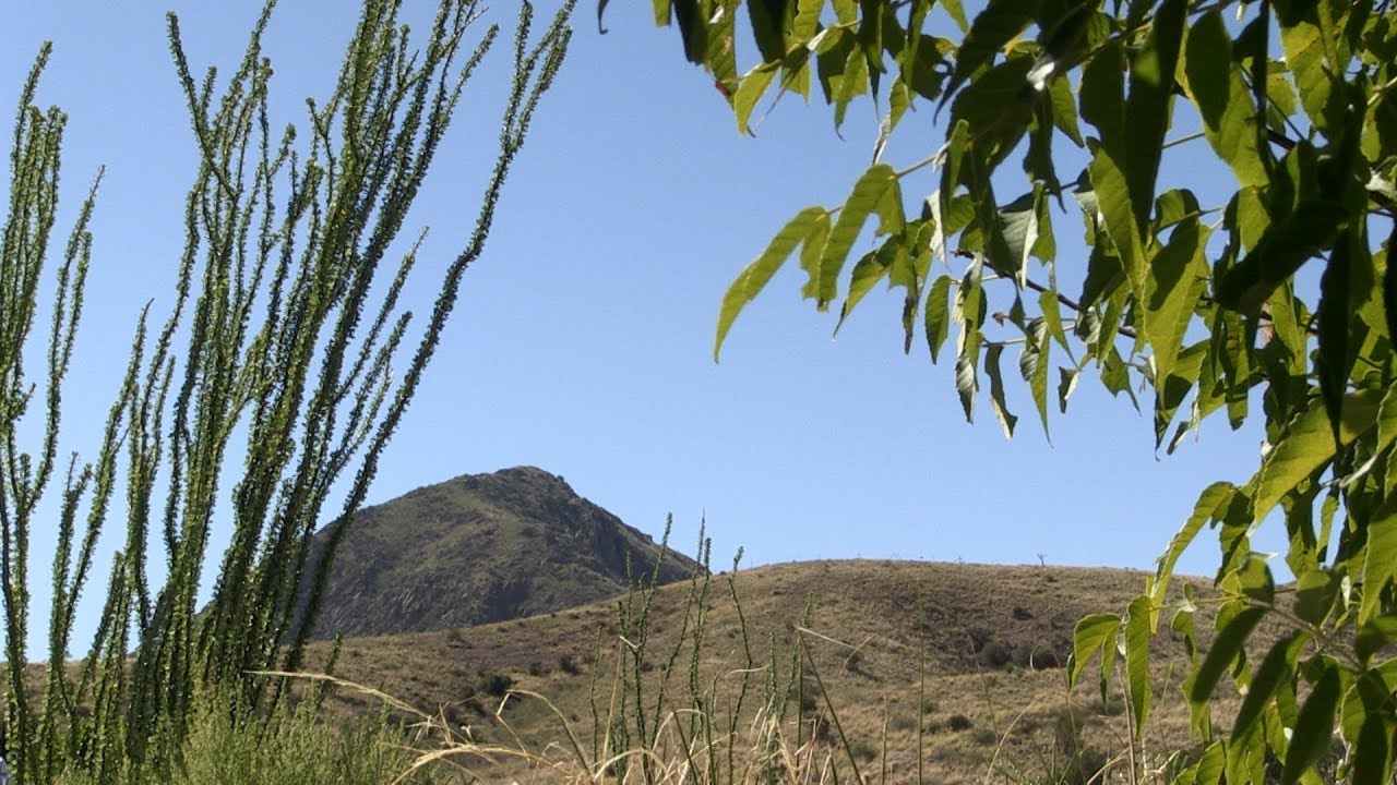 Community Connection - Native Plant Society of NM Las Cruces