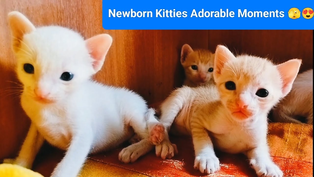 Newborn baby kittens adorable moments | kittens meowing | cutest kittens 