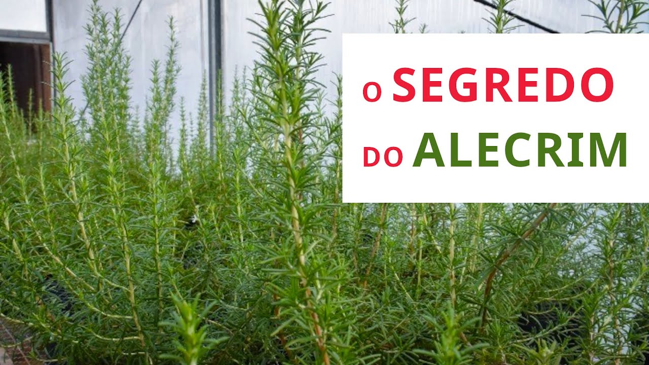 ALECRIM em VASO como PODAR a BROTAÇÃO lateral (segredos da planta)