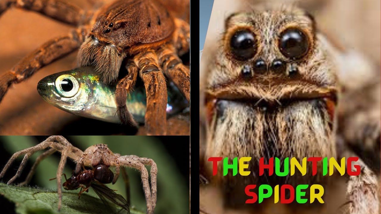The hunting spider | spider man | insect | මකුළුවා | Araneae | Arachnid | the hunter | unseen nature