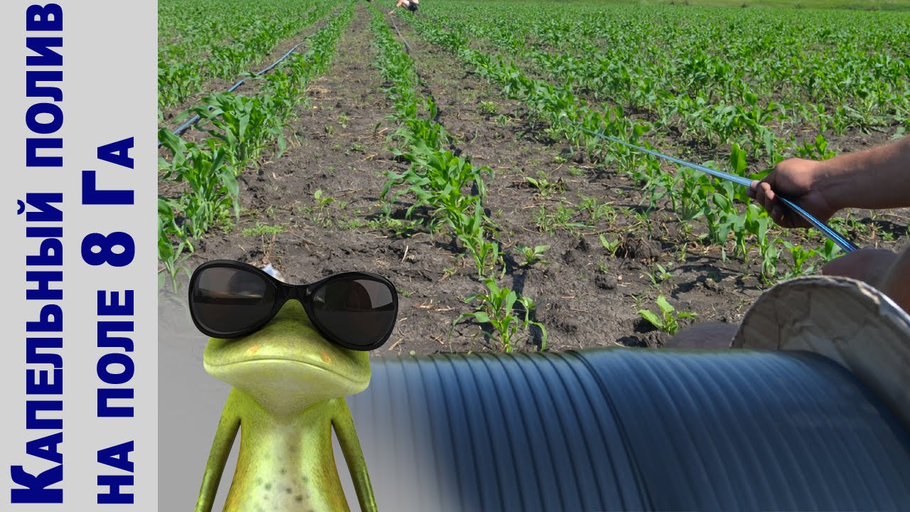 Система капельного орошения поля кукурузы 8Га! АрхиФлора 2015