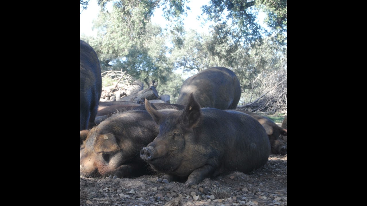 Cotizaciones a 19 de mayo de 2025 de la mesa de porcino ibérico de Sevilla