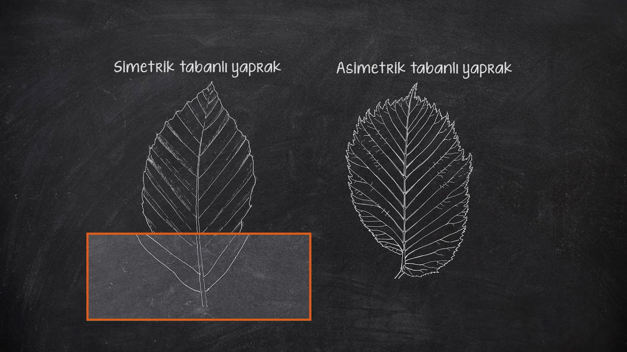 Prof.Dr. Ünal AKKEMİK  '' Ağaçları Nasıl Tanırız