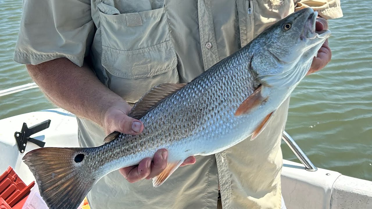 Fishing Tangier sound for summer drum and rockfish in the Chesapeake bay