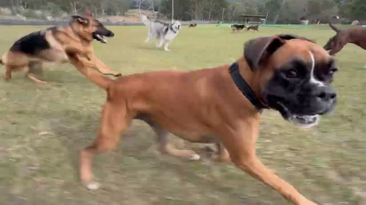 Friday’s pooches🐶unleash their inner goofballs🤪