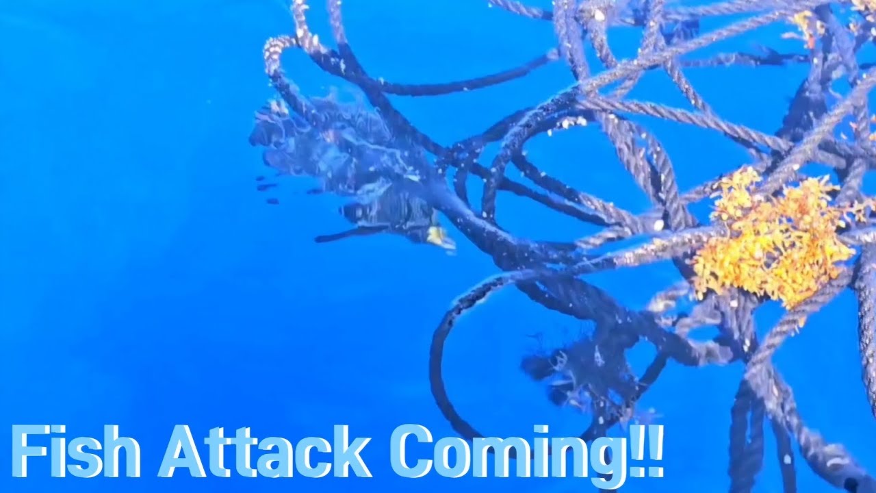 I was attacked by a fish!