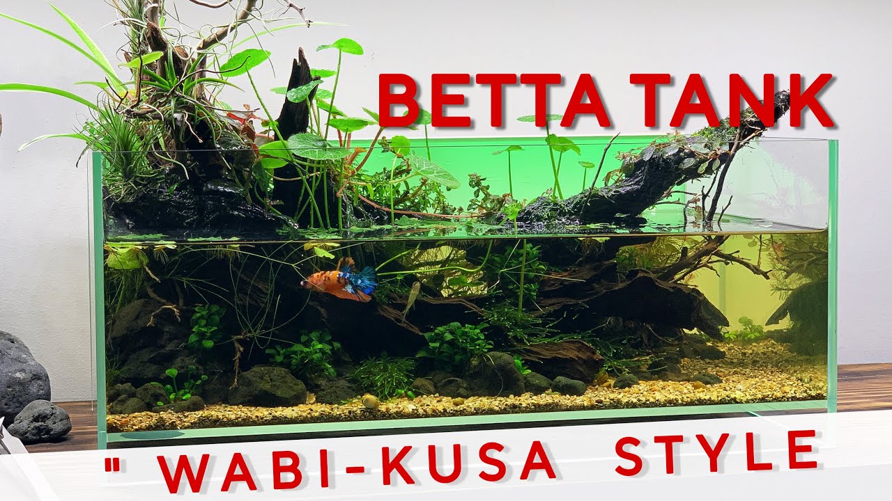 WABI KUSA STYLE - HƯỚNG DẪN SETUP HỒ THỦY SINH NUÔI CÁ BETTA